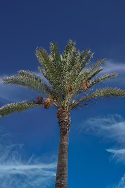 dha payment standards 2024 pdf